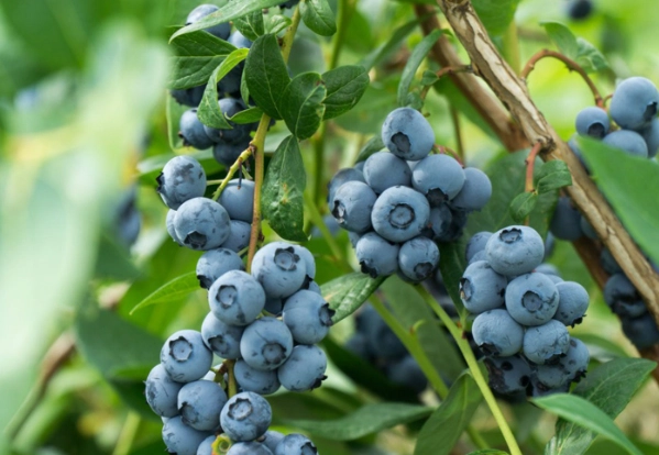 planting blueberry bushes