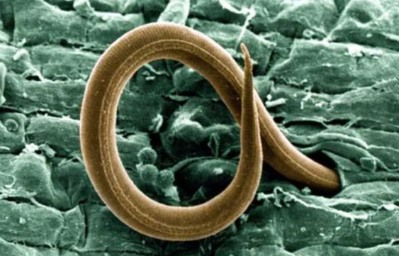 nematode control