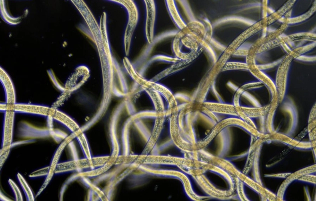 root knot nematode