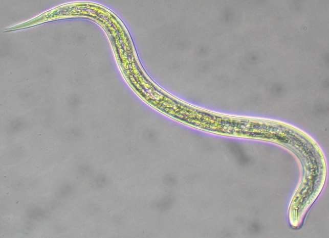 nematode control