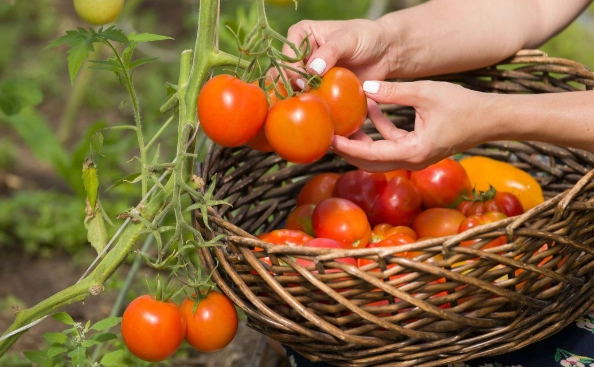 tomato harvesting time