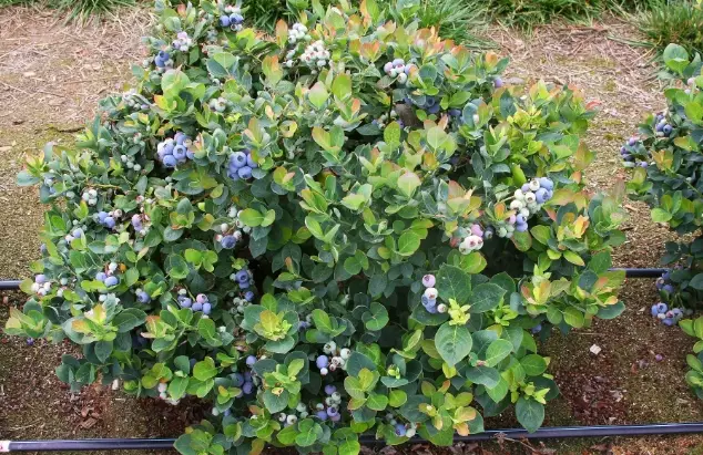 growing blueberry bushes