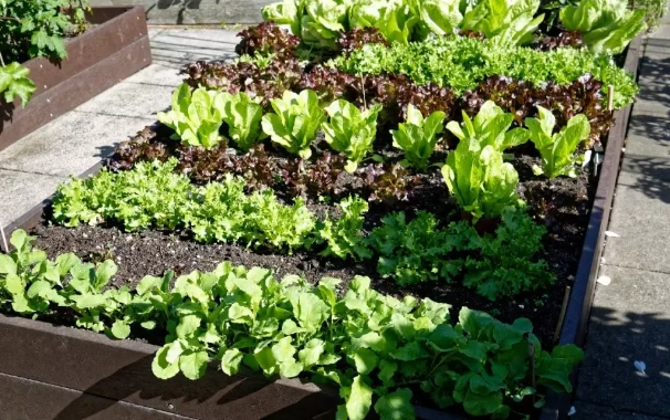 best soil for raised beds