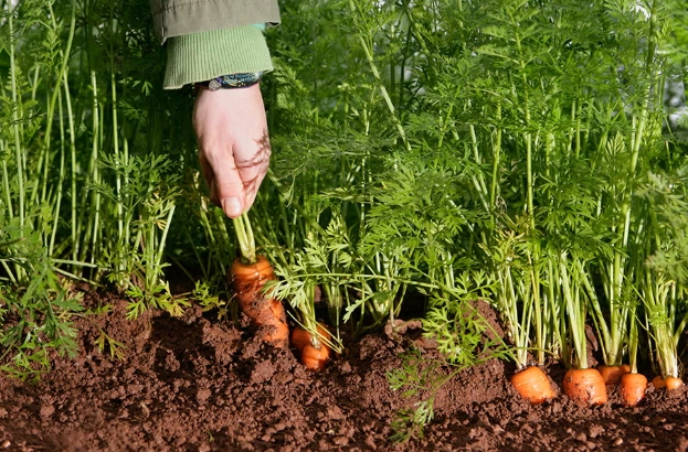 how to plant carrots from seed