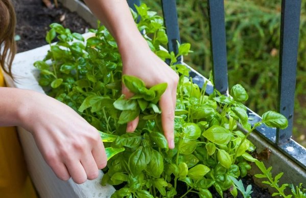 basil plant care