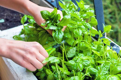 basil plant care tips basil plant care tips