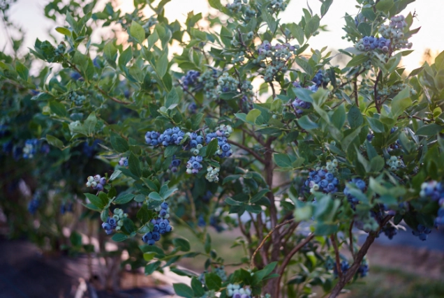 growing blueberry bushes