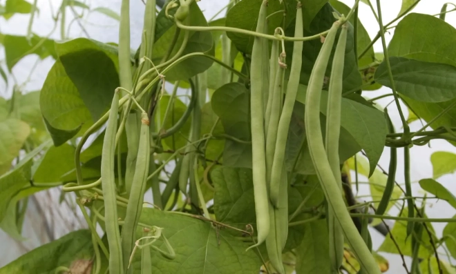 how to grow green beans how to grow green beans
