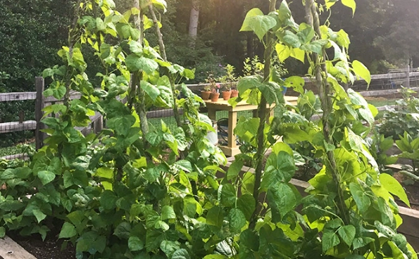 green bean varieties green bean varieties