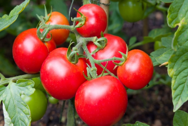 tomato harvesting time