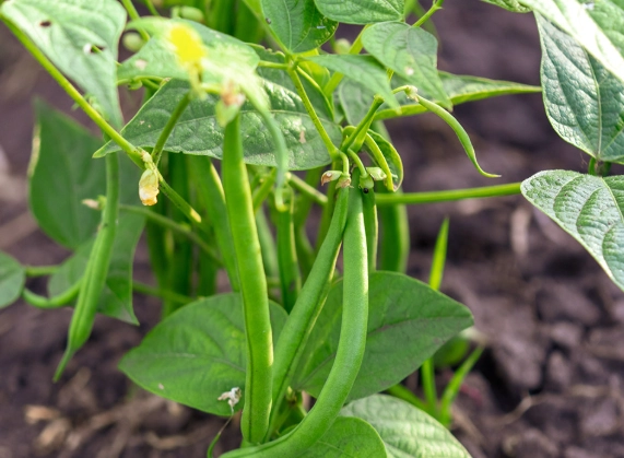 green bean varieties green bean varieties