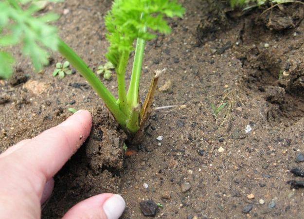 how to plant carrots from seed
