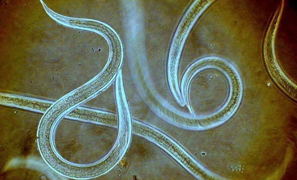 root knot nematode