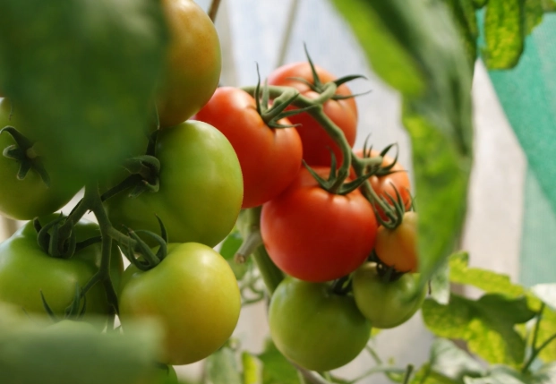 tomato harvesting time
