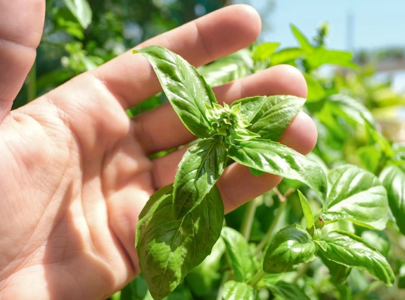 growing basil