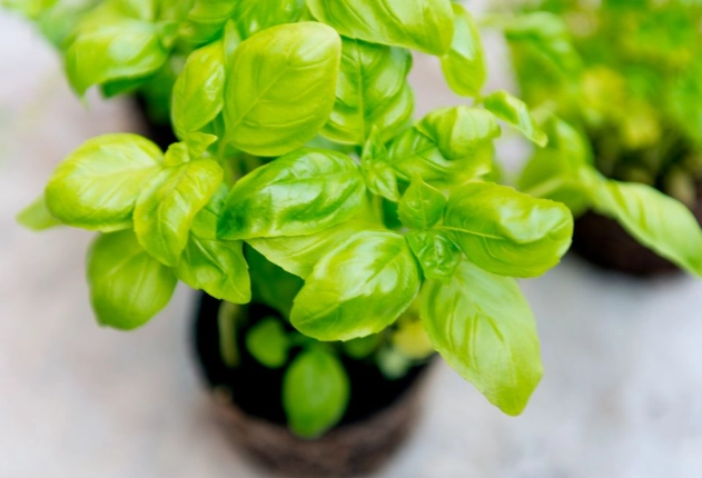 how to care for basil plant