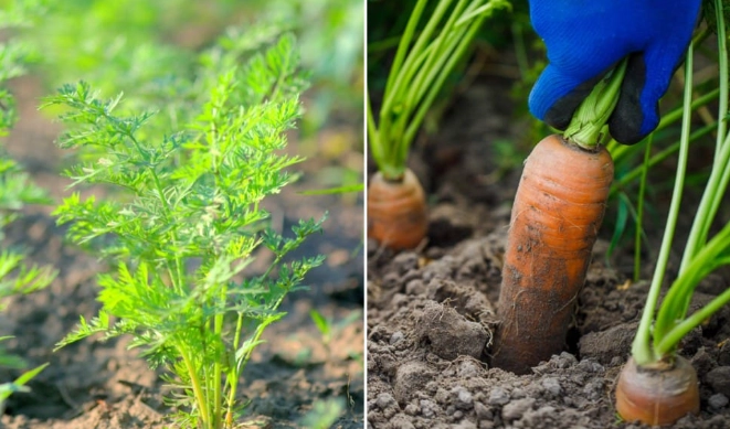 carrot planting guide