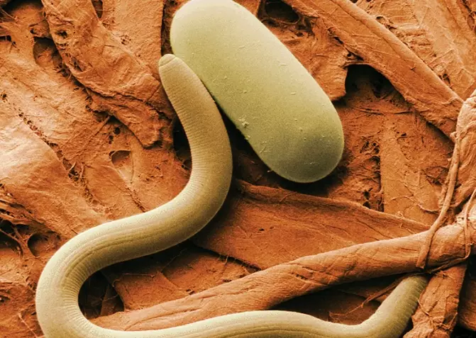 beneficial nematodes