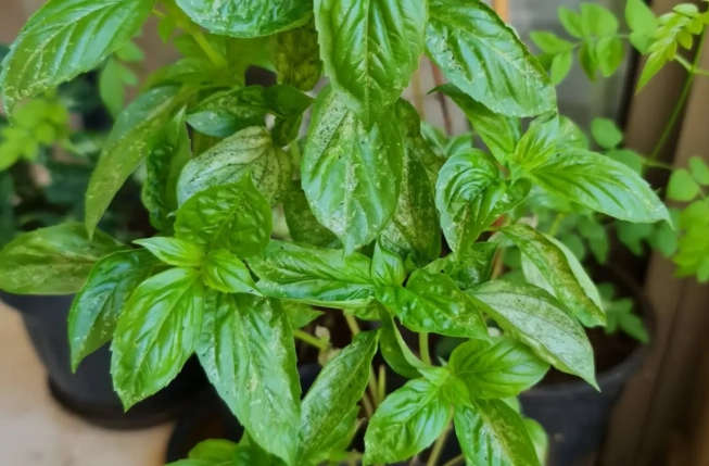 how to grow basil how to grow basil
