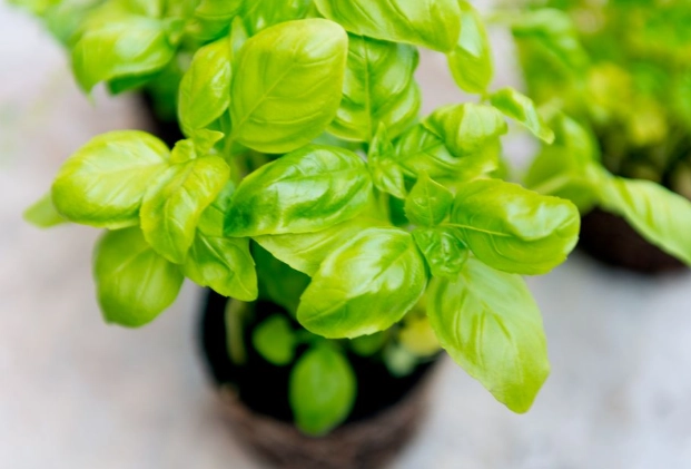 how to grow basil how to grow basil