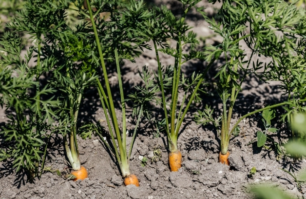 growing carrots in containers