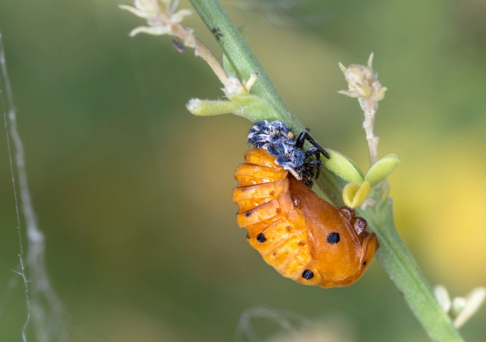 ladybug life cycle stages