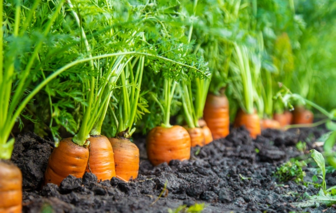 carrot planting guide carrot planting guide