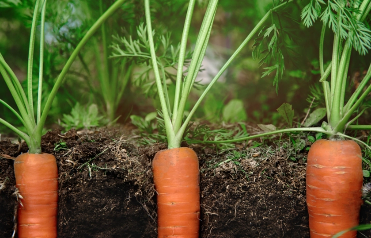 best time to plant carrots best time to plant carrots