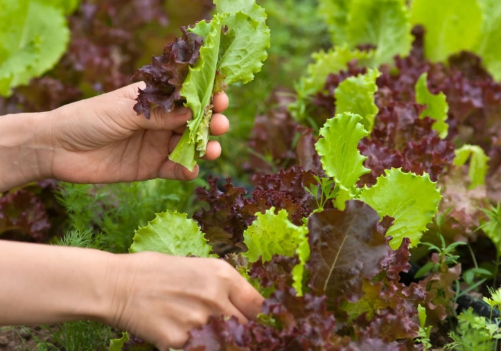 when to harvest lettuce