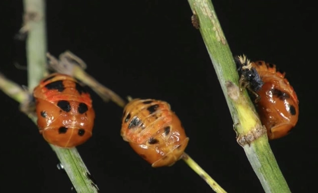 attract ladybugs to garden