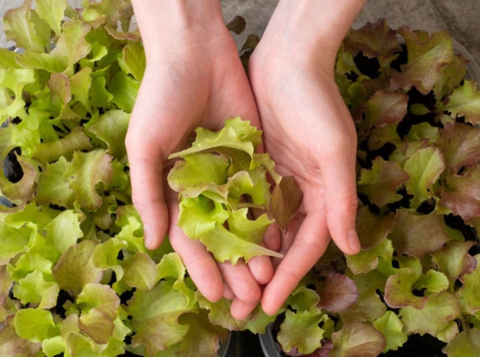 harvest leaf lettuce