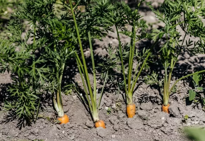 best time to plant carrots best time to plant carrots