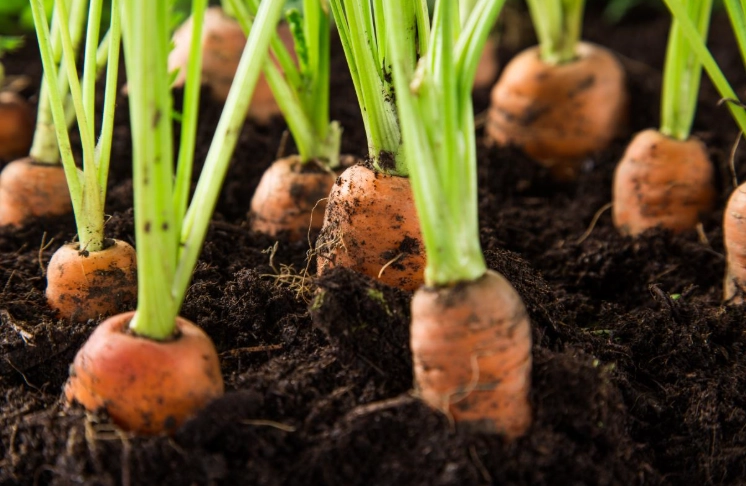 when to plant carrots when to plant carrots