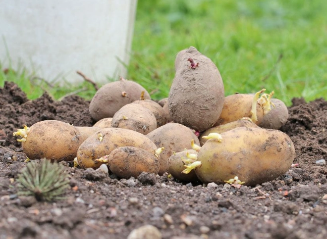 how to fertilize potatoes