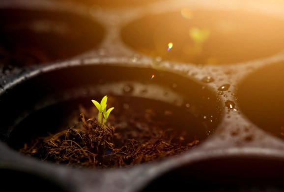 how to start seeds in peat moss