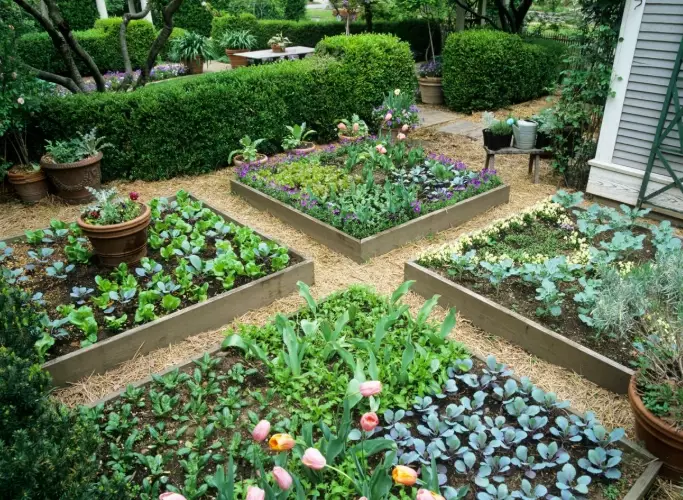 vegetable garden bed layout vegetable garden bed layout