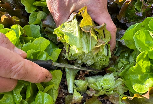 leaf lettuce picking