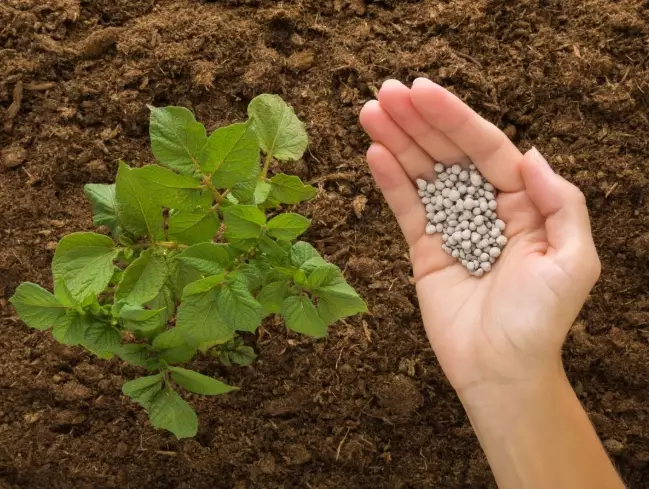 potato plant fertilizer