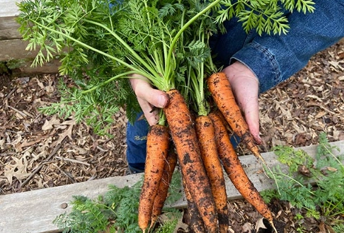 when to plant carrots when to plant carrots