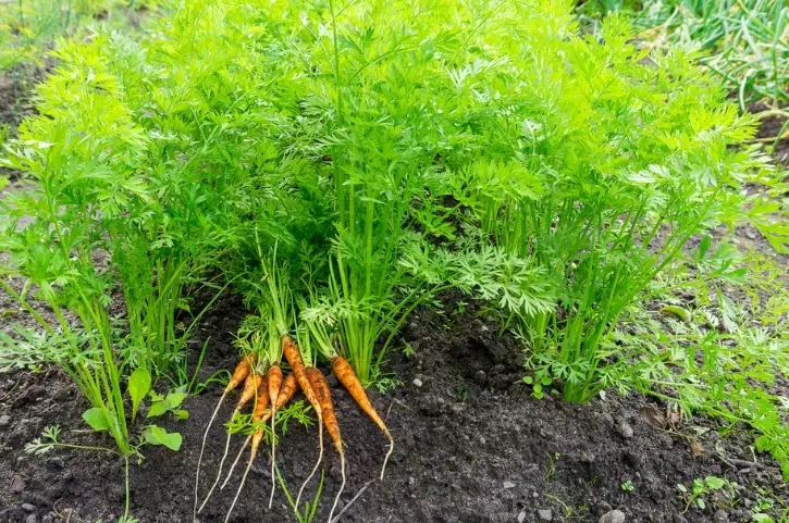 carrot planting guide carrot planting guide