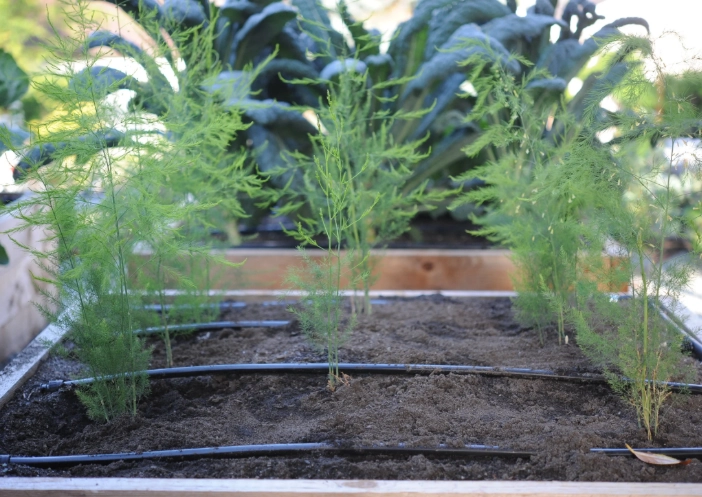 asparagus seed planting