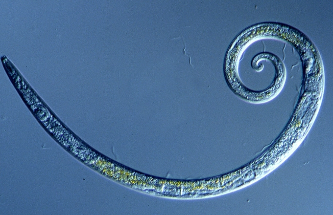 root knot nematode root knot nematode