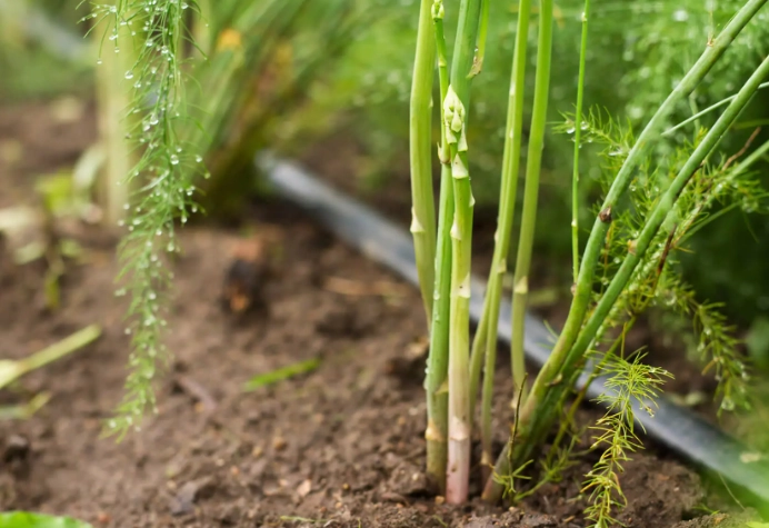 plant asparagus from seed