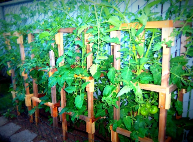 best tomato cages