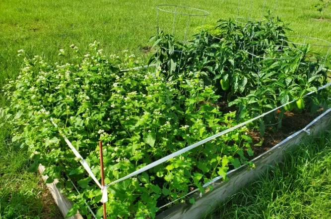 best cover crops best cover crops