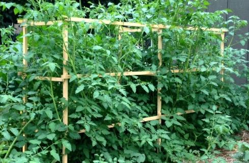 best tomato cages