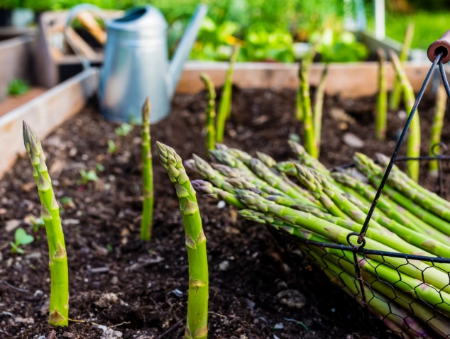 how to grow asparagus