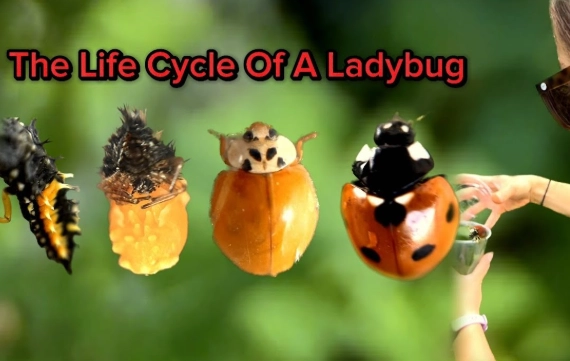 ladybug eggs ladybug eggs