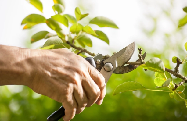 how to prune
