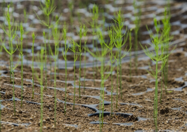 growing asparagus from seed